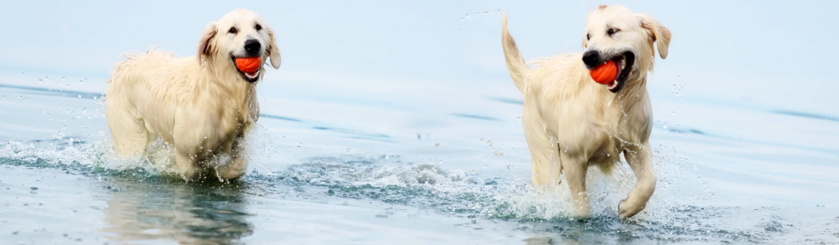 two dogs running through water with balls in their mouths